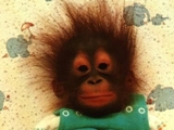 baby orango